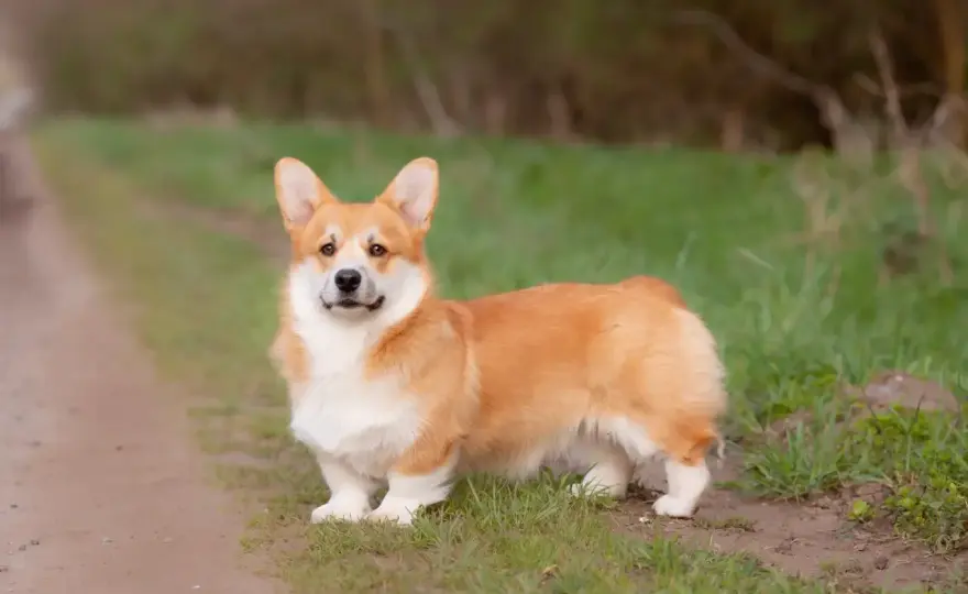 Corgi miniaturka - Czy taka rasa istnieje? Poznaj fakty i mity