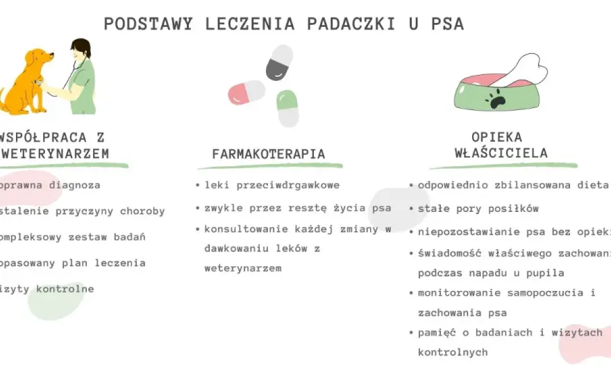 Padaczka u psa - Jak reagować i co robić? Poradnik