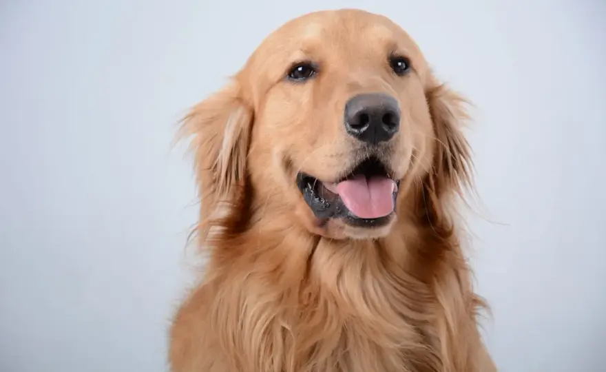 Jaka karma dla Golden Retrievera będzie najlepsza?