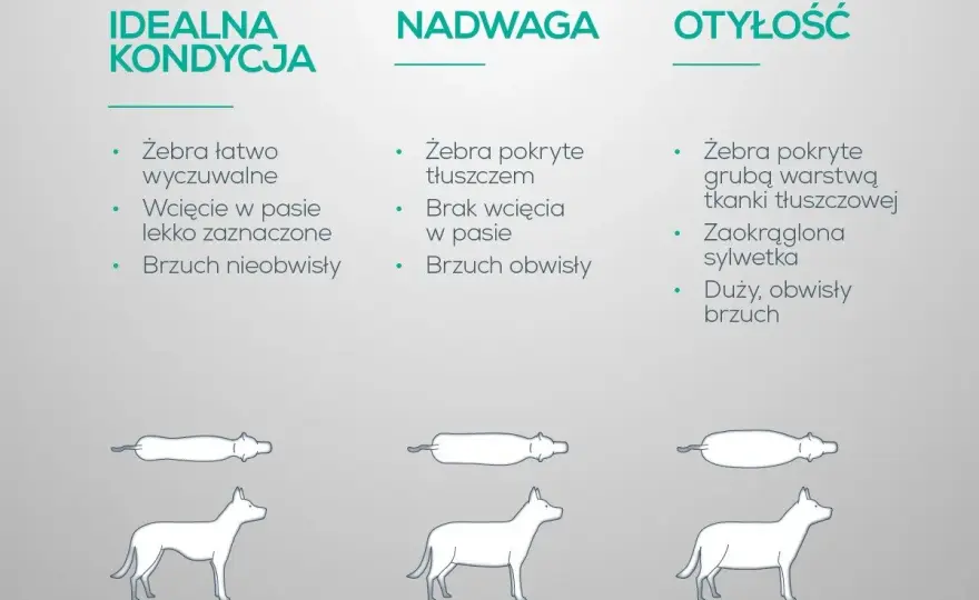 Jak odchudzić psa bez głodzenia - Sprawdzone zasady i dieta