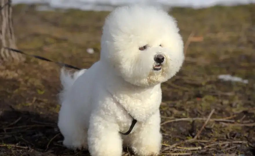 Brązowy bichon frise - kiedy to norma, a kiedy alarm?