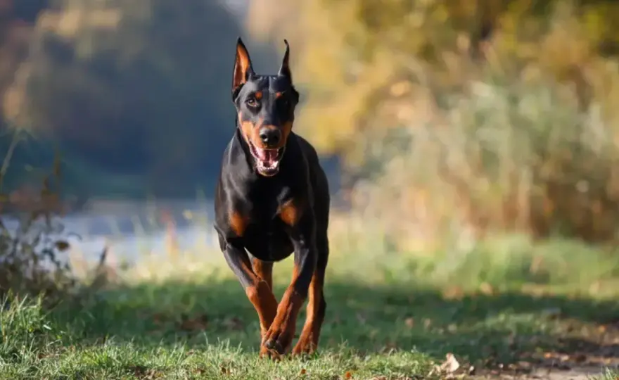 Ile waży doberman? Normy, wzrost i zdrowa sylwetka