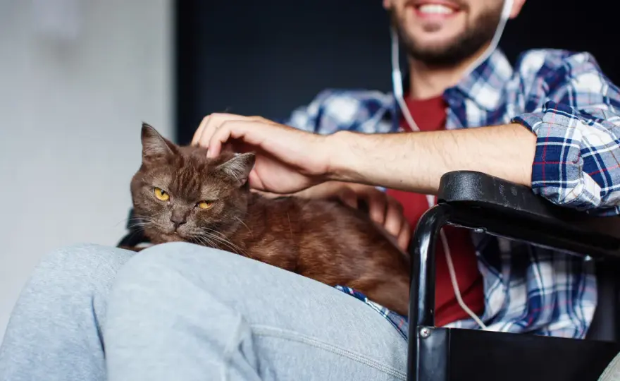 Felinoterapia - czy naprawdę działa? Poznaj fakty!