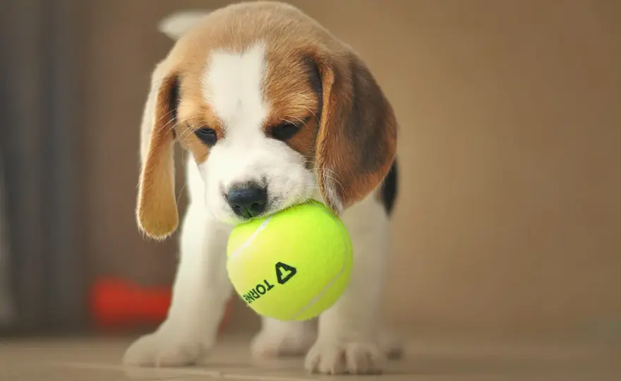 Miniaturowy beagle - Chwyt marketingowy czy realna rasa?