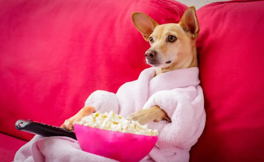 Czy pies może jeść popcorn? Zobacz, co musisz wiedzieć o bezpieczeństwie