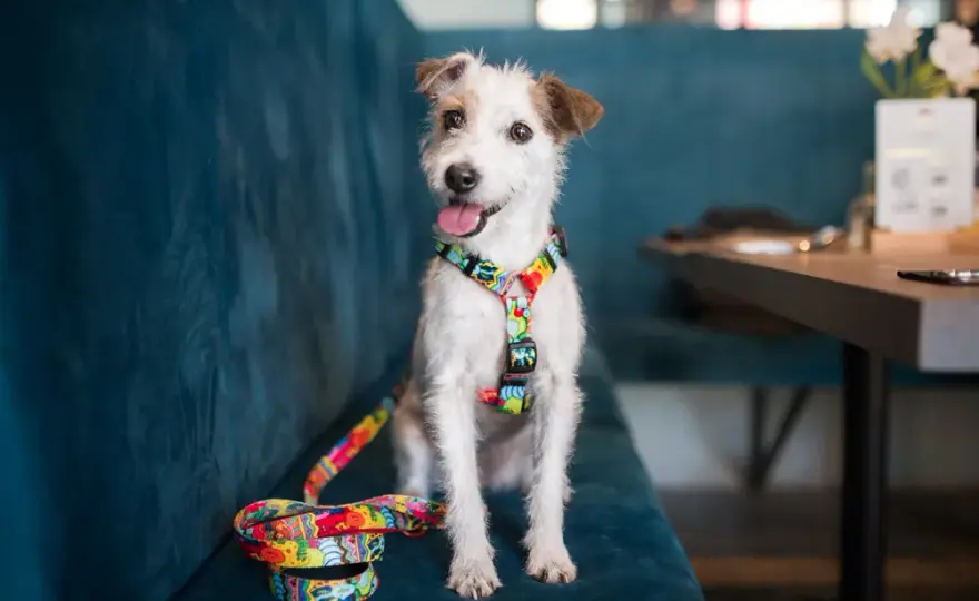 Szelki czy obroża dla Jack Russell Terriera - co zapewnia lepsze bezpieczeństwo?