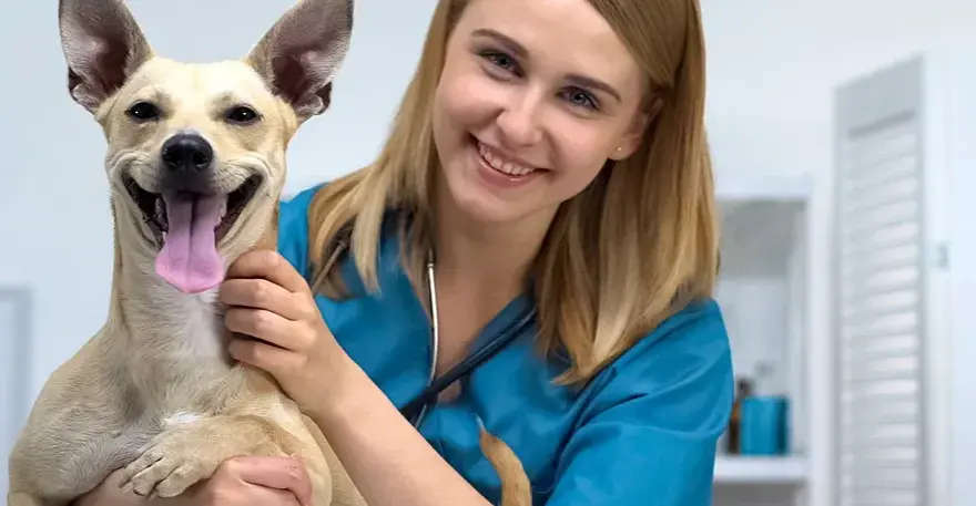 Czy weterynarz to doktor? Prawda o tytułach i kwalifikacjach