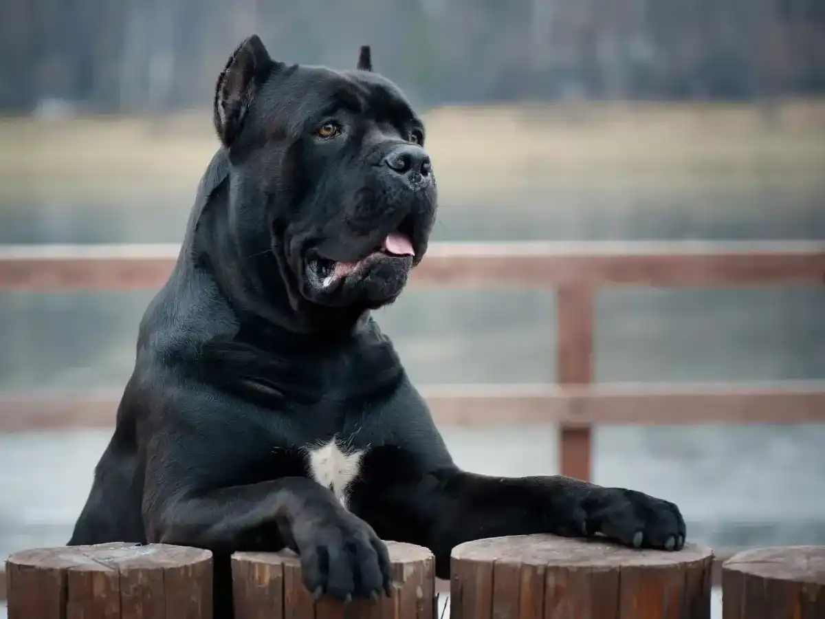 Największy cane corso - ile waży i kiedy rozmiar szkodzi?