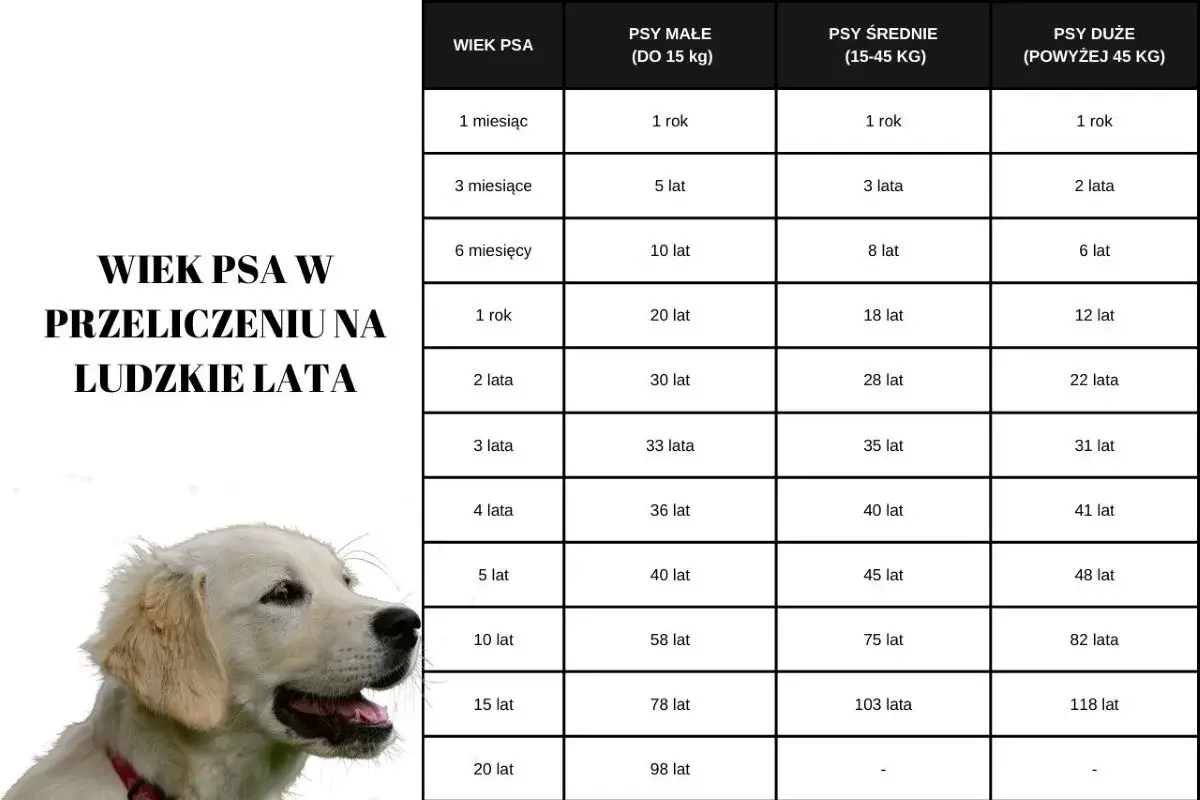Tabela porównująca wiek psa i człowieka, z uwzględnieniem wagi. Golden retriever na zdjęciu symbolizuje psy, dla których waga jest kluczowa.
