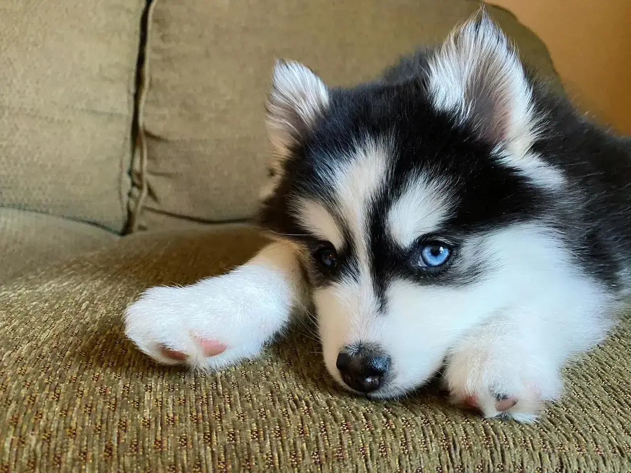 Uroczy husky miniaturka z niebieskimi oczami leży na kanapie, opierając łepek na łapce.
