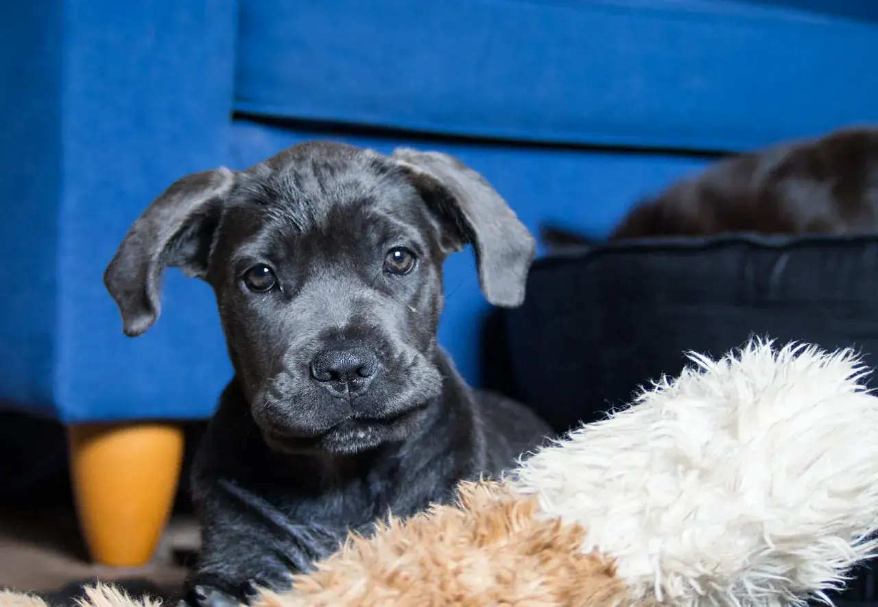 Uroczy szczeniak cane corso blue z wielkimi uszami, leżący na miękkich zabawkach.