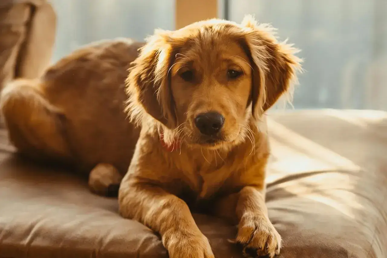 Słodki szczeniak golden retriever leży na kanapie. Zastanawiasz się, czy pies może jeść orzechy? Lepiej nie ryzykuj.
