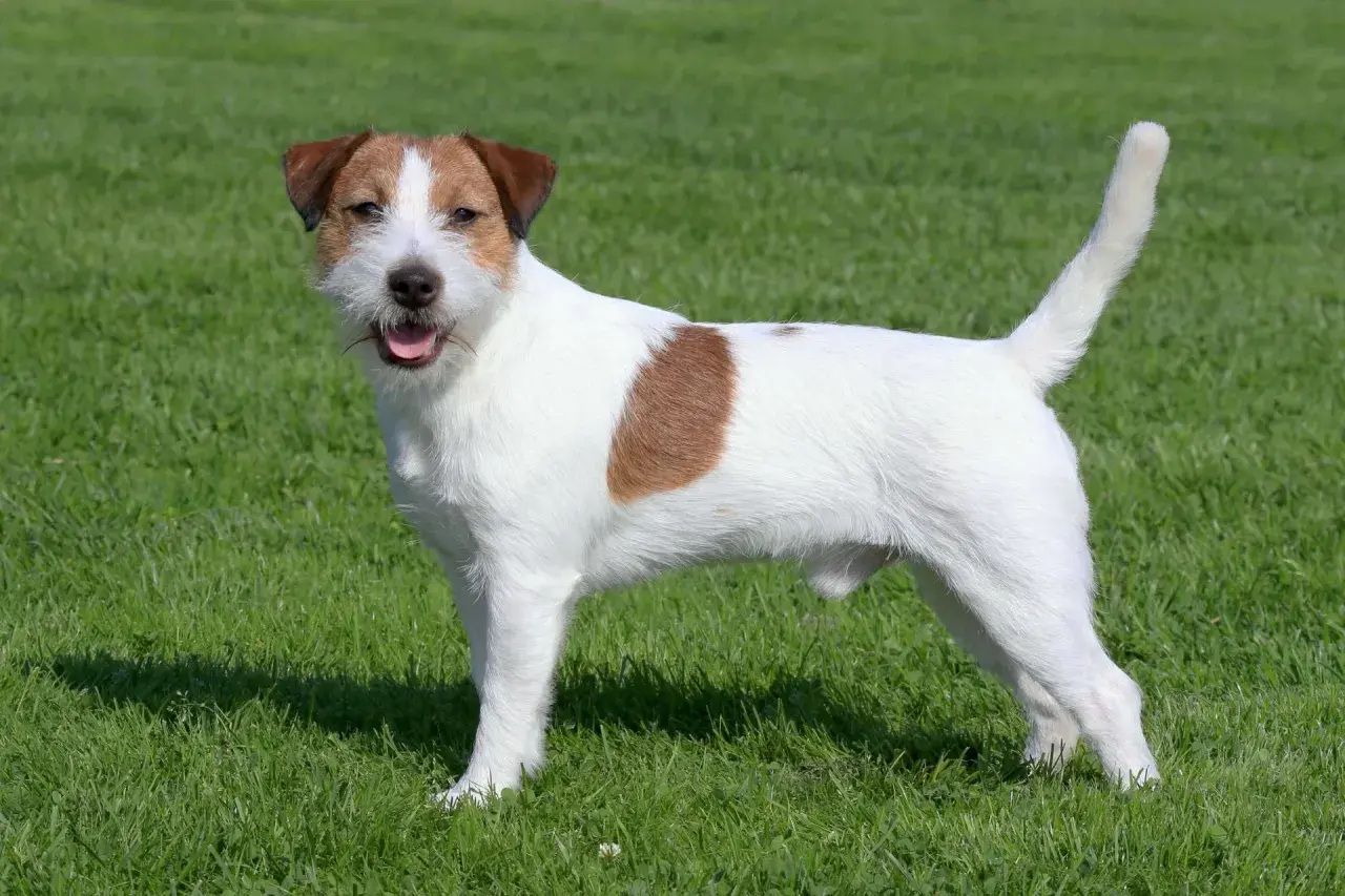 Jack Russell Terrier usposobienie: energiczny, wesoły piesek na zielonej trawie.