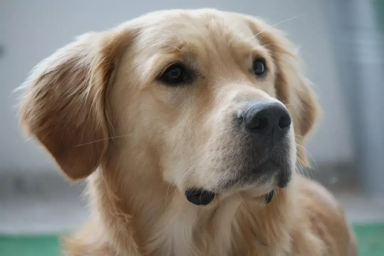 Portret golden retrievera. Jego sierść mieni się wspaniałymi, złotymi kolorami, od jasnego beżu po głęboki karmel.
