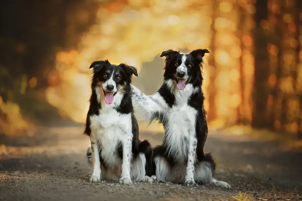 Dwa urocze psy rasy średniej, border collie, siedzą obok siebie na leśnej ścieżce, jeden obejmuje drugiego łapą.