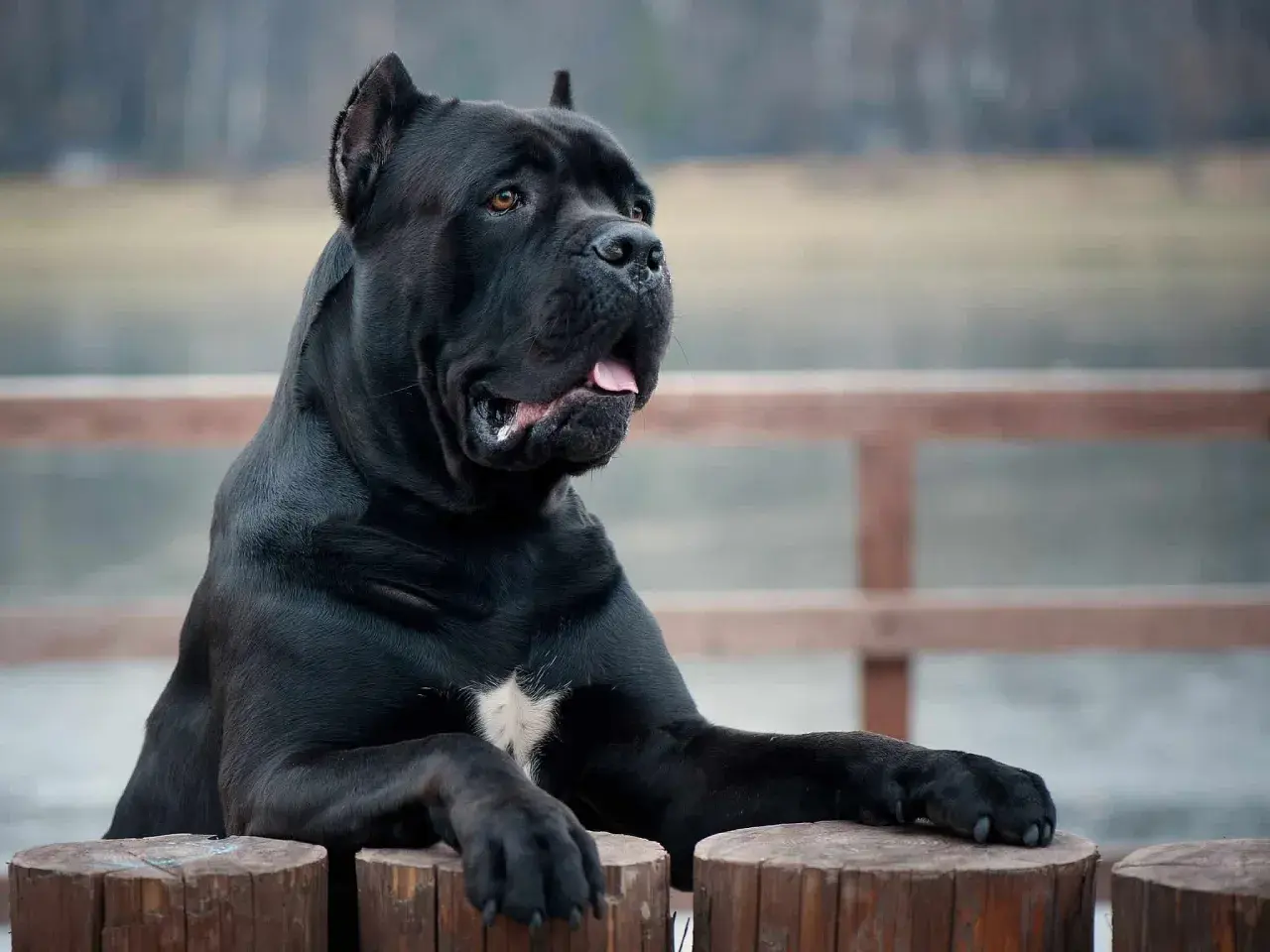 Potężny pies rasy cane corso, którego waga imponuje, opiera się o drewniane pnie.