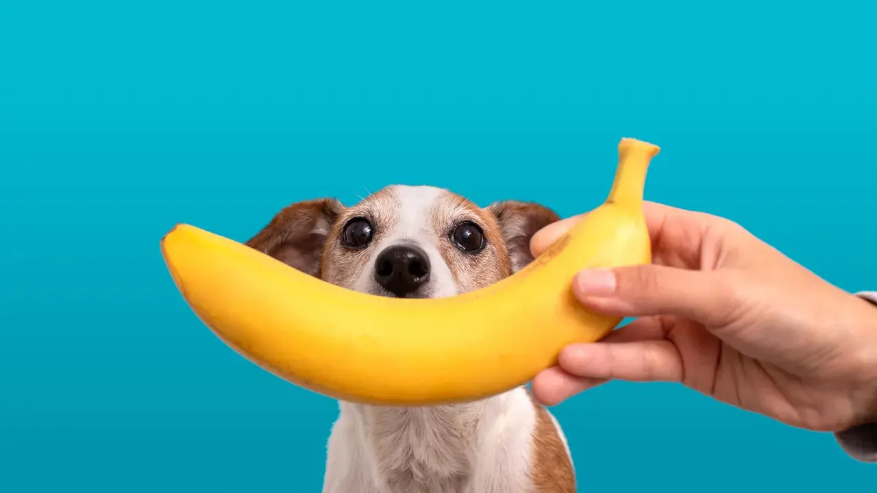 Czy pies może jeść banana? Uroczy piesek z zaciekawieniem patrzy na banana trzymanego przez rękę.