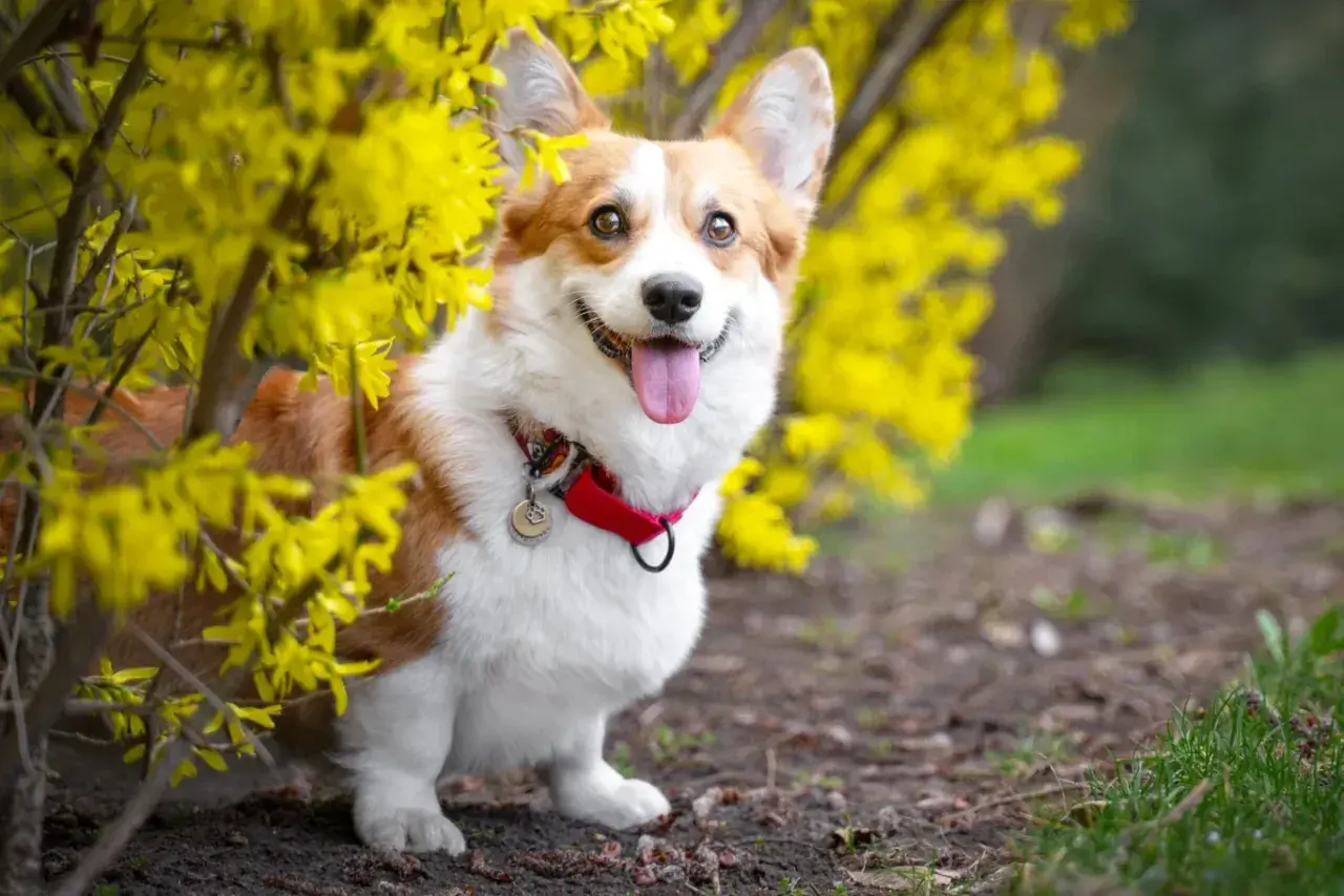 Uśmiechnięty corgi, jeden z ulubionych corgi pies królowej, siedzi wśród kwitnącej forsycji.