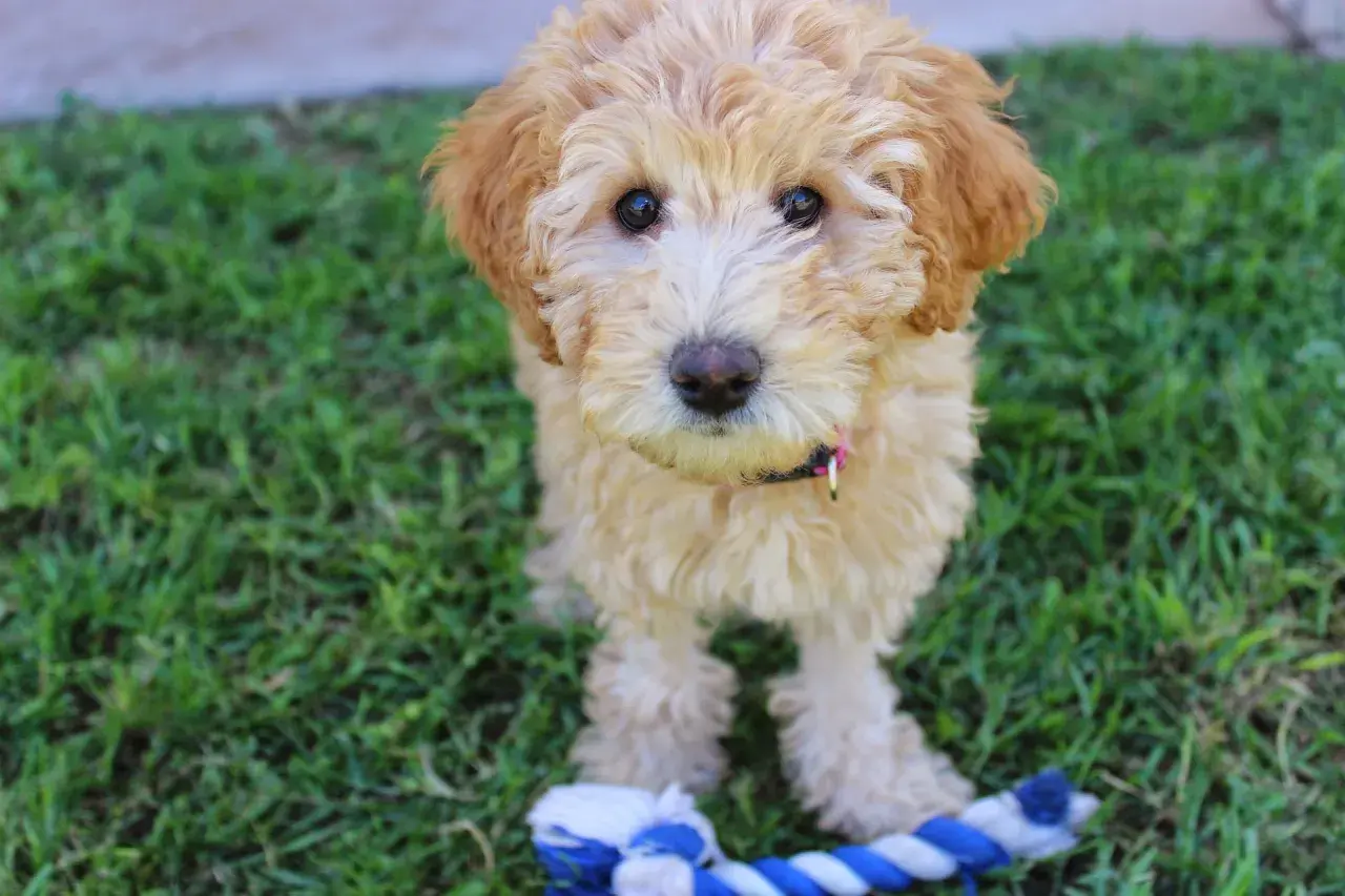 Uroczy szczeniak labradoodle z zabawką. Zastanawiasz się nad labradoodle cena?
