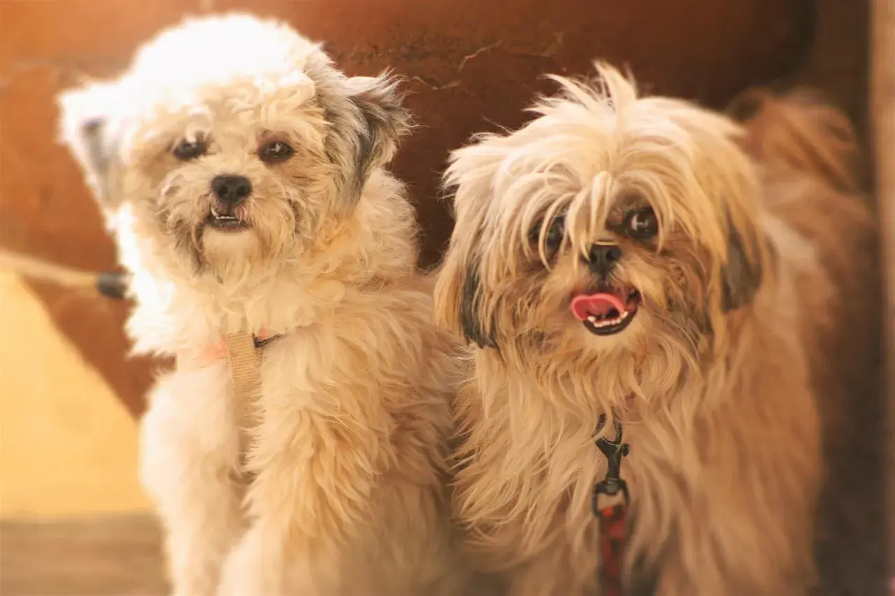 Dwa urocze pieski Shih Tzu, jeden z nich z językiem na wierzchu, zastanawiają się, czy pies może jeść bułkę.