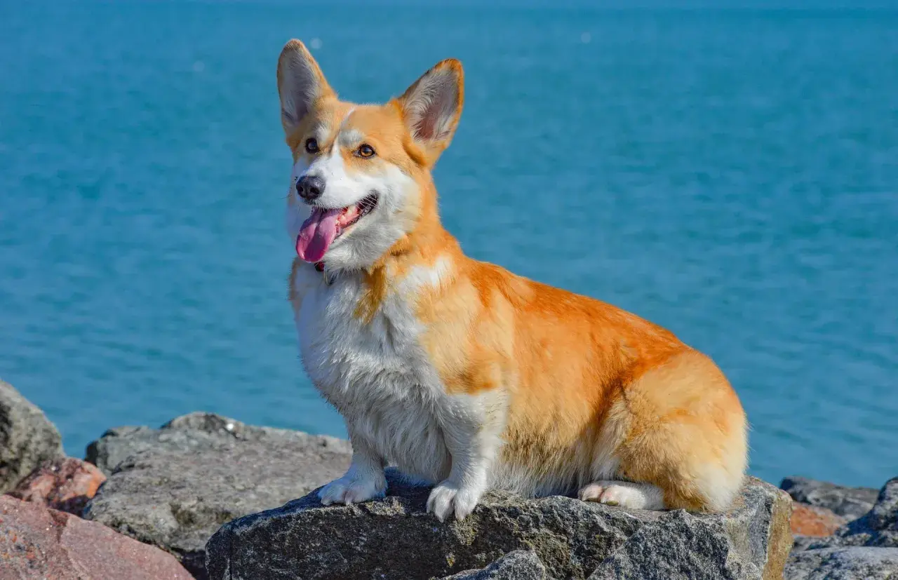 Radosny corgi o rudym futrze siedzi na kamieniach nad błękitną wodą. Jego wesoły charakter widać w wystawionym języku i bystrych oczach.