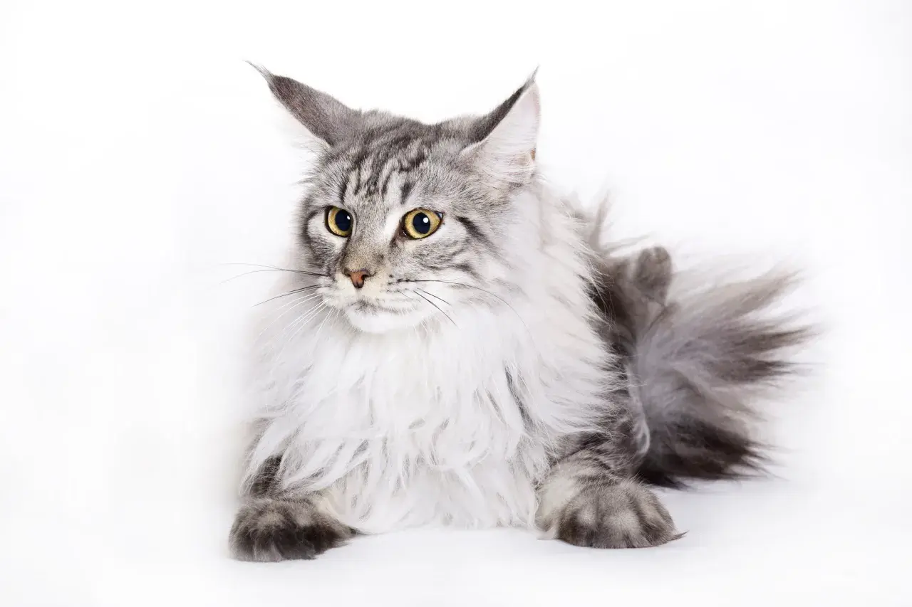 Majestatyczny maine coon o srebrzystym futrze, z pewnością imponujący swoją wagą.