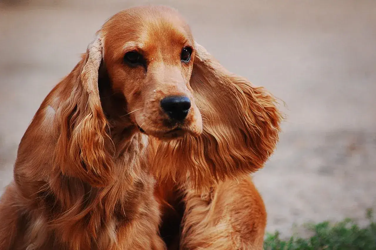 Uroczy cocker spaniel o rudym futrze z długimi, falującymi uszami, siedzi spokojnie, patrząc w bok.