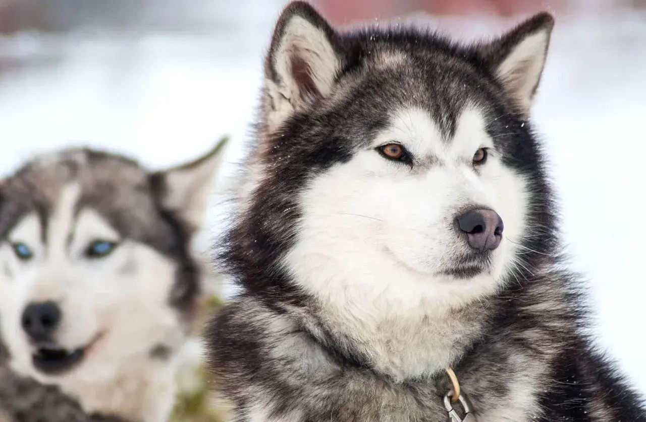 Dwa psy rasy husky długowłosy w śnieżnym otoczeniu. Jeden z nich ma brązowe oczy, drugi niebieskie.