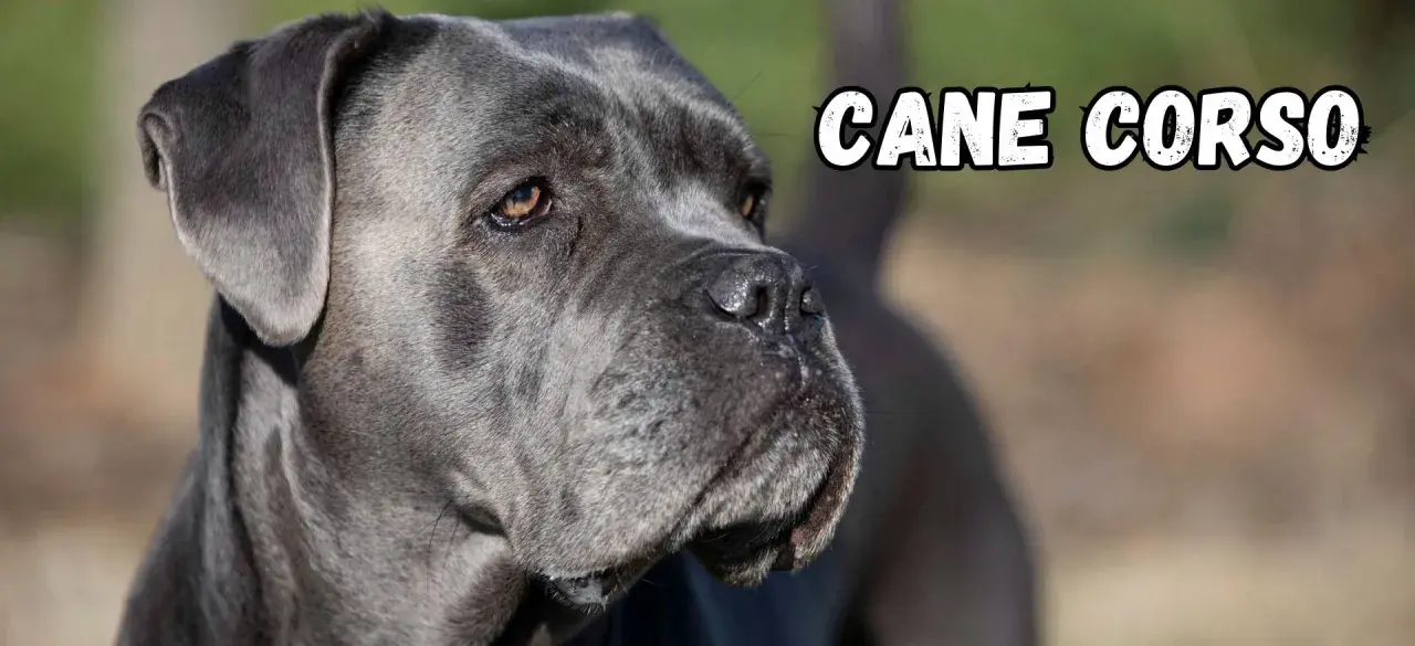 Portret szarego cane corso. Psy tej rasy, znane ze swojego lojalnego usposobienia, są doskonałymi stróżami.