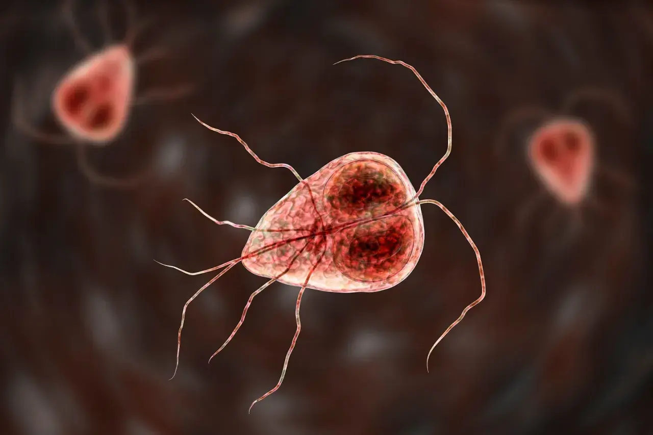 Trofazoity Giardia lamblia, pasożyty wywołujące problemy żołądkowe. Objawy lambliozy mogą być uciążliwe.