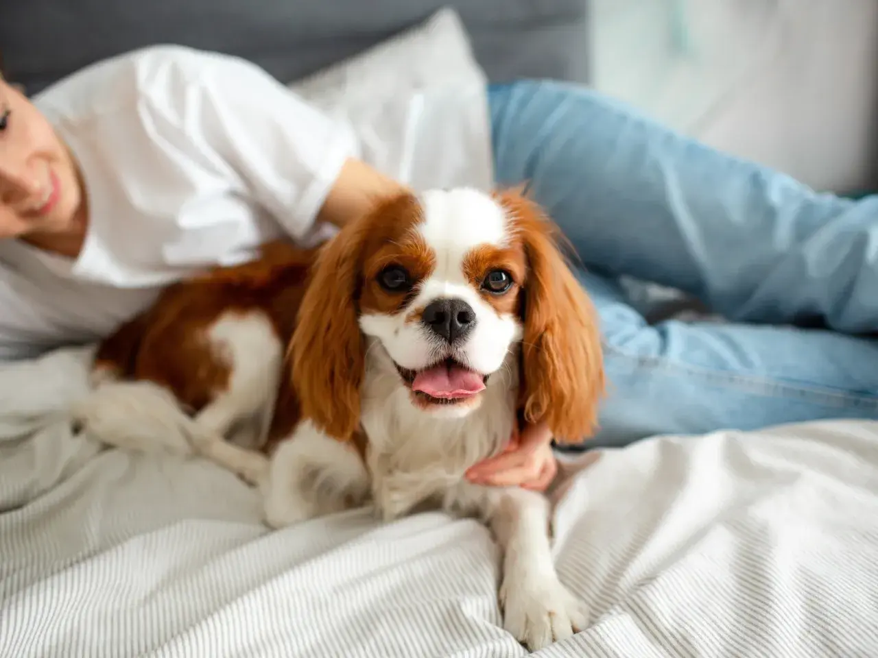 Spokojny pies do mieszkania, cavalier king charles spaniel, leży na łóżku obok uśmiechniętej osoby.