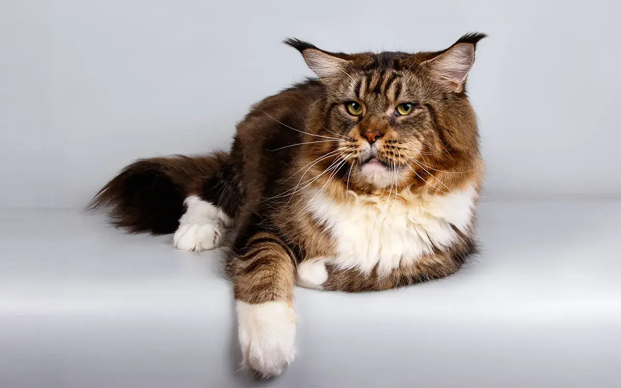 Majestatyczny kot rasy Maine Coon, jeden z najpiękniejszych kotów rasowych, z bujnym futrem i charakterystycznymi pędzelkami na uszach.