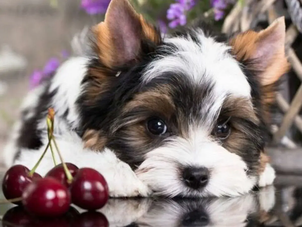 Uroczy szczeniak Biewer Yorkshire Terrier leży obok czereśni. Czy pies może jeść czeresnie? To pytanie nurtuje wielu właścicieli.