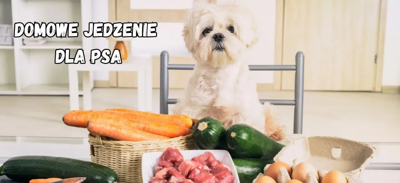 Uroczy piesek czeka na domowe jedzenie dla psa. Na stole marchewki, cukinia, mięso i jajka – idealne składniki do gotowania.