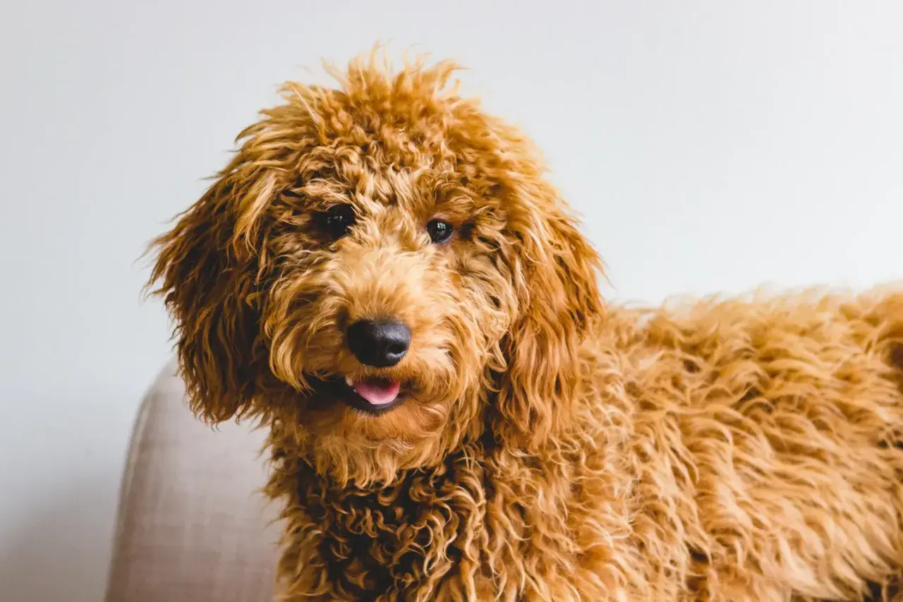 Uroczy, kudłaty piesek rasy Goldendoodle, z puszystą, rudą sierścią, wygląda jak żywe doodle pieski.