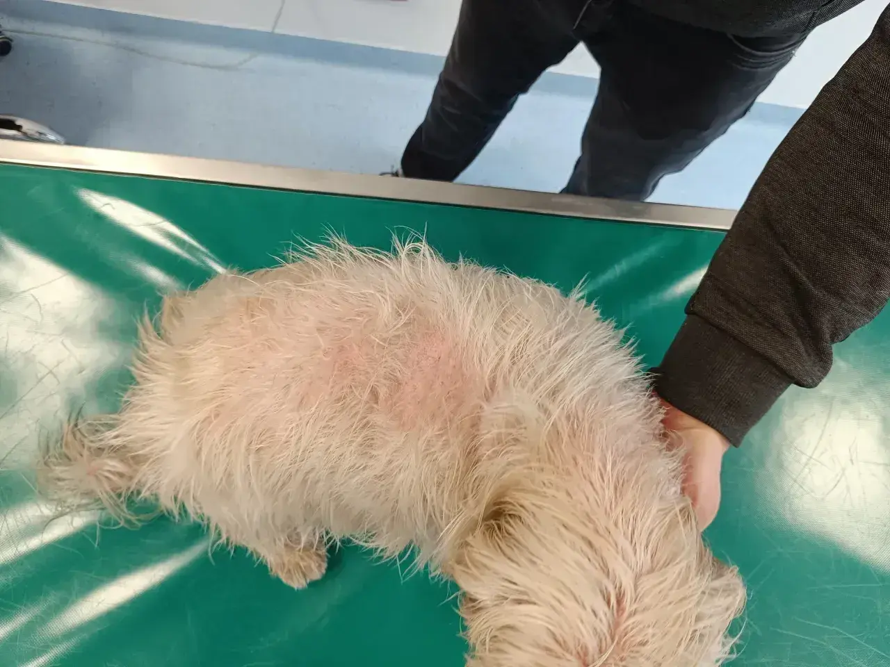Pies z objawami zespołu Cushinga, z przerzedzoną sierścią i zaczerwienioną skórą na grzbiecie, leży na zielonym stole weterynaryjnym.