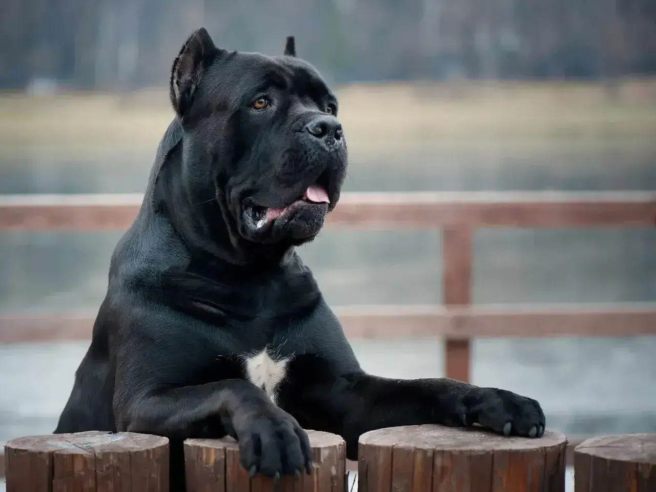 Potężny, czarny pies rasy cane corso, największy przedstawiciel tej rasy, opiera się o drewniane słupki.