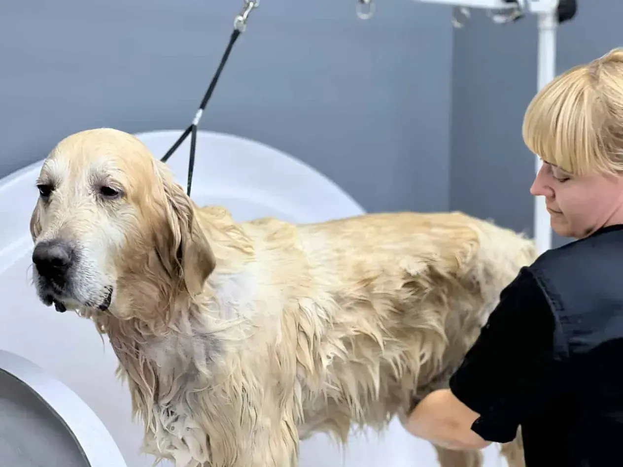 Złoty retriever w wannie, mokry podszerstek u psa, groomerka go myje.
