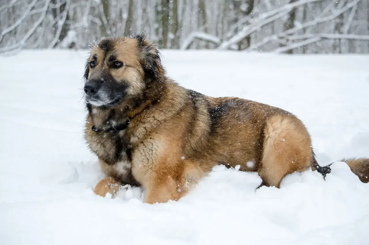 Duży, kudłaty pies rasy leonberger leży w śniegu. Zastanawiasz się nad jego ceną?