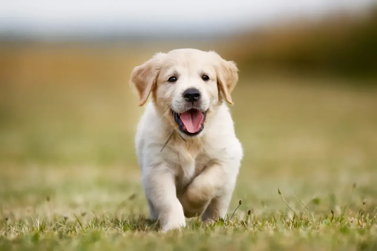 Szczeniak golden retriever miniaturka biegnie przez trawę z radosnym wyrazem pyska.