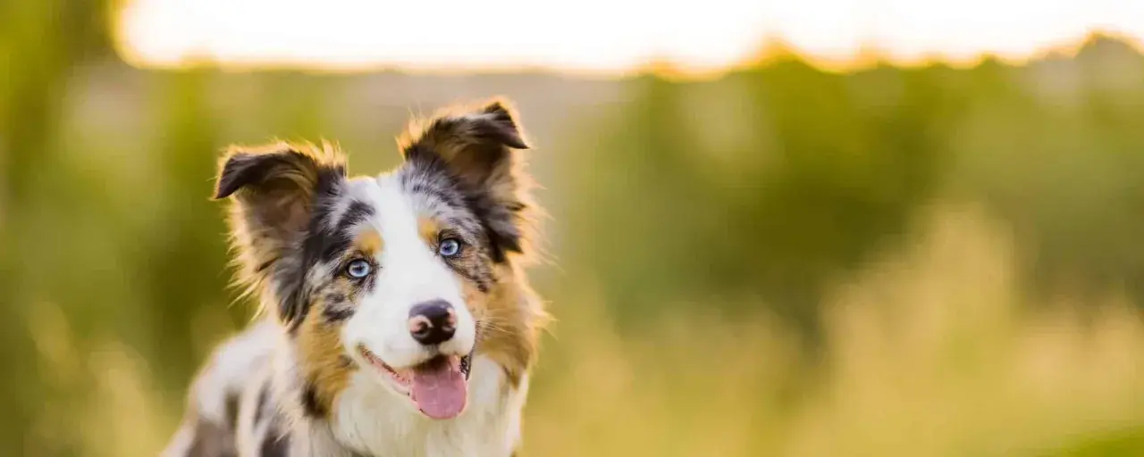 Piękny border collie z niebieskimi oczami, idealna waga dla aktywnego psa.