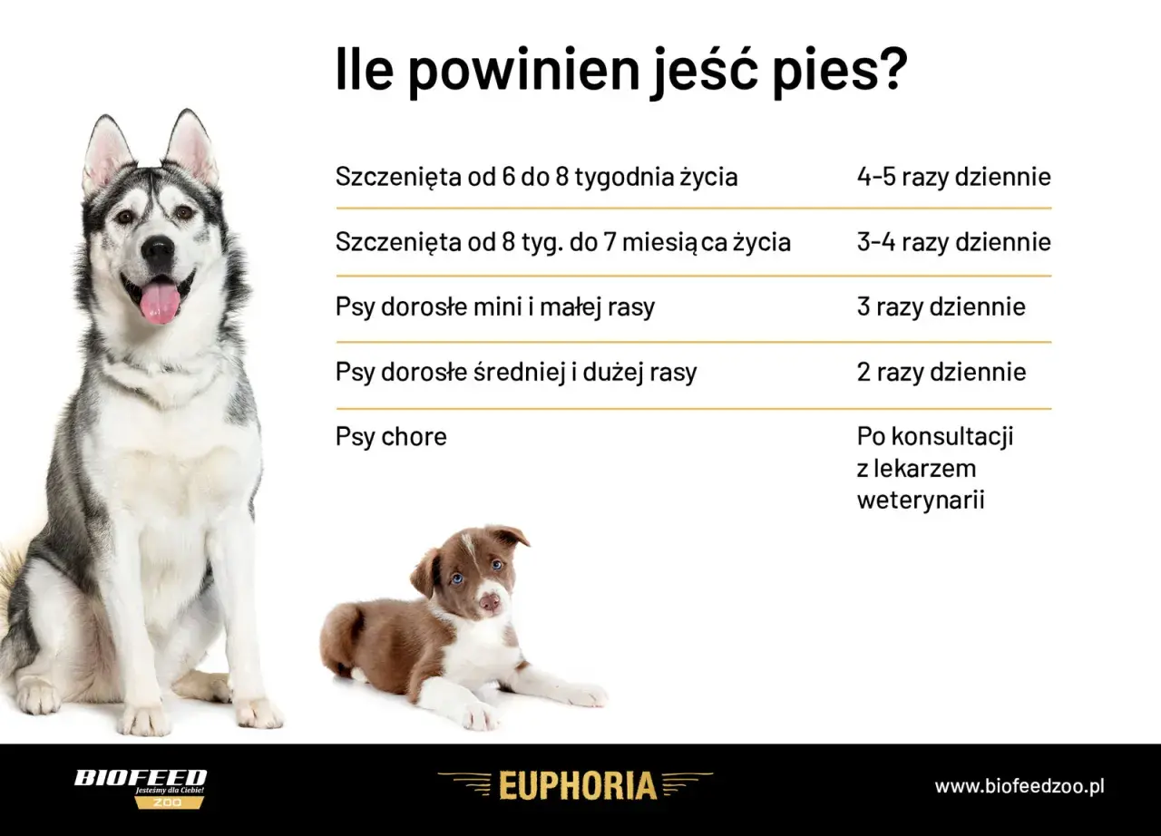 Tabela: ile powinien jeść szczeniak i dorosły pies. Podano zalecenia dla szczeniąt w różnym wieku, psów małych, średnich i dużych ras, a także chorych.