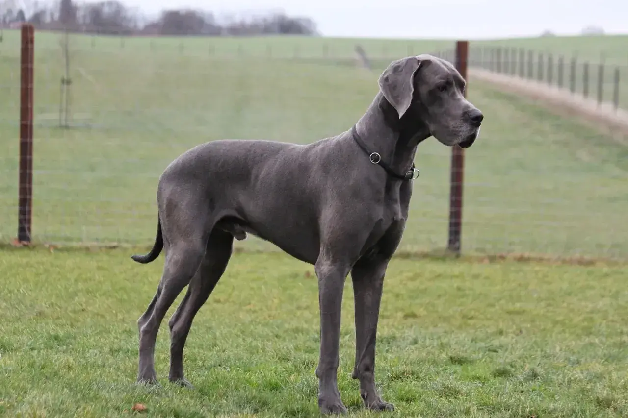 Szary dog niemiecki, imponująca waga i sylwetka, stoi na zielonej łące.