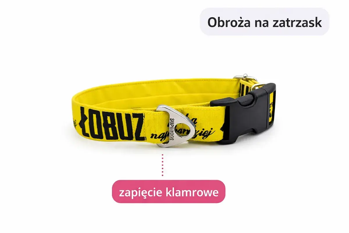 Żółta obroża na zatrzask z napisem "ŁOBUZ najdroższej" - idealna dla cane corso.