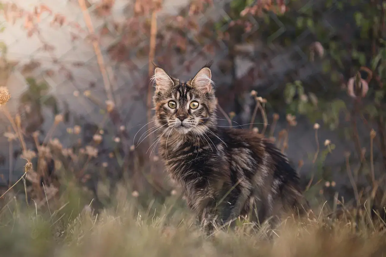 Młody kot rasy Maine Coon, ciekawski i piękny, siedzi w trawie. Ile żyje maine coon? Długo, jeśli jest kochany!