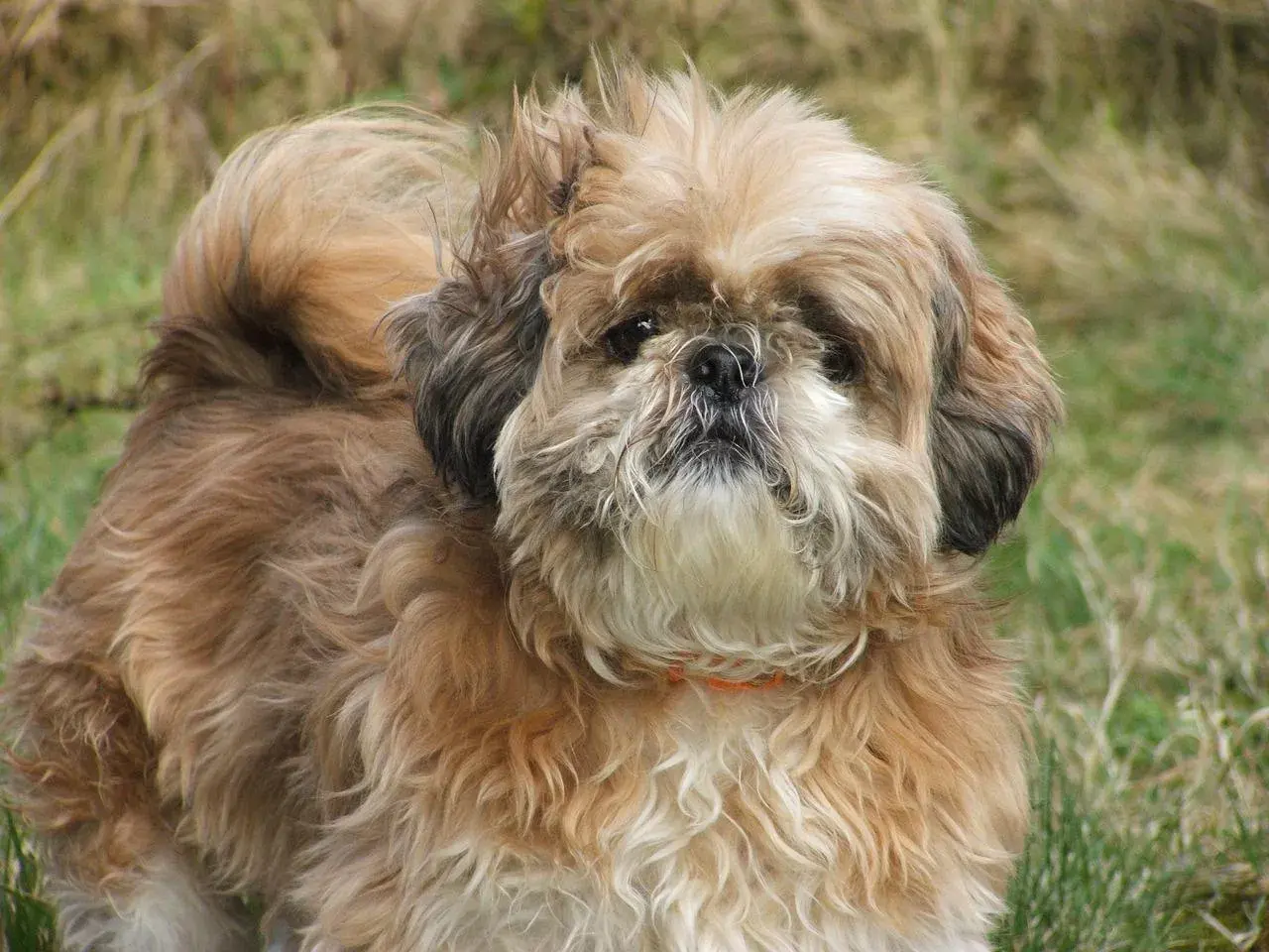 Uroczy piesek rasy Shih Tzu, jedna z wielu odmian tej rasy, z puszystą sierścią w odcieniach brązu i bieli, na tle zielonej trawy.