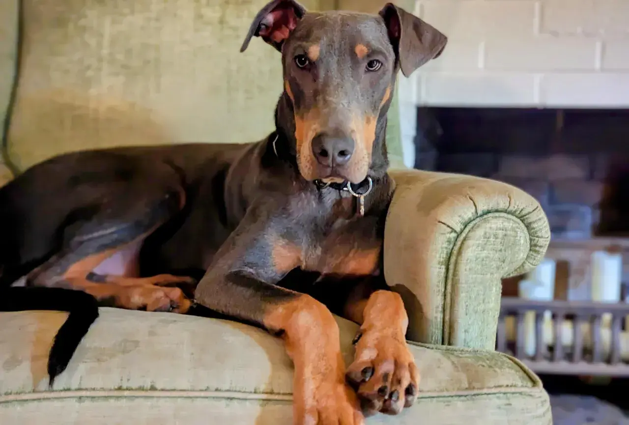 Elegancki doberman niebieski z rudymi znaczeniami leży na kanapie, wpatrując się w obiektyw.
