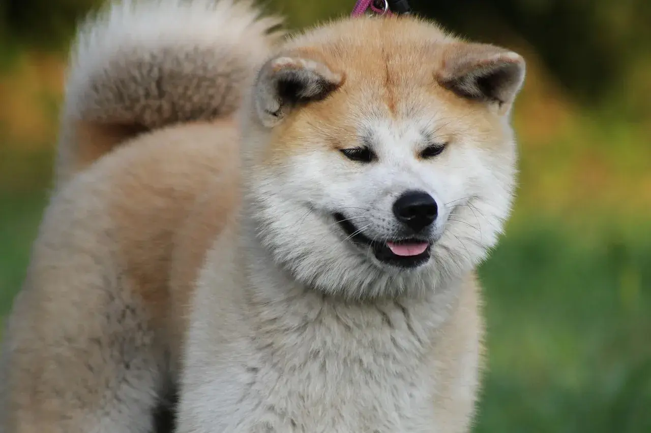 Uroczy akita inu z charakterystycznym uśmiechem, z językiem na wierzchu. Jego futro jest gęste i puszyste, a ogon zakręcony nad grzbietem.