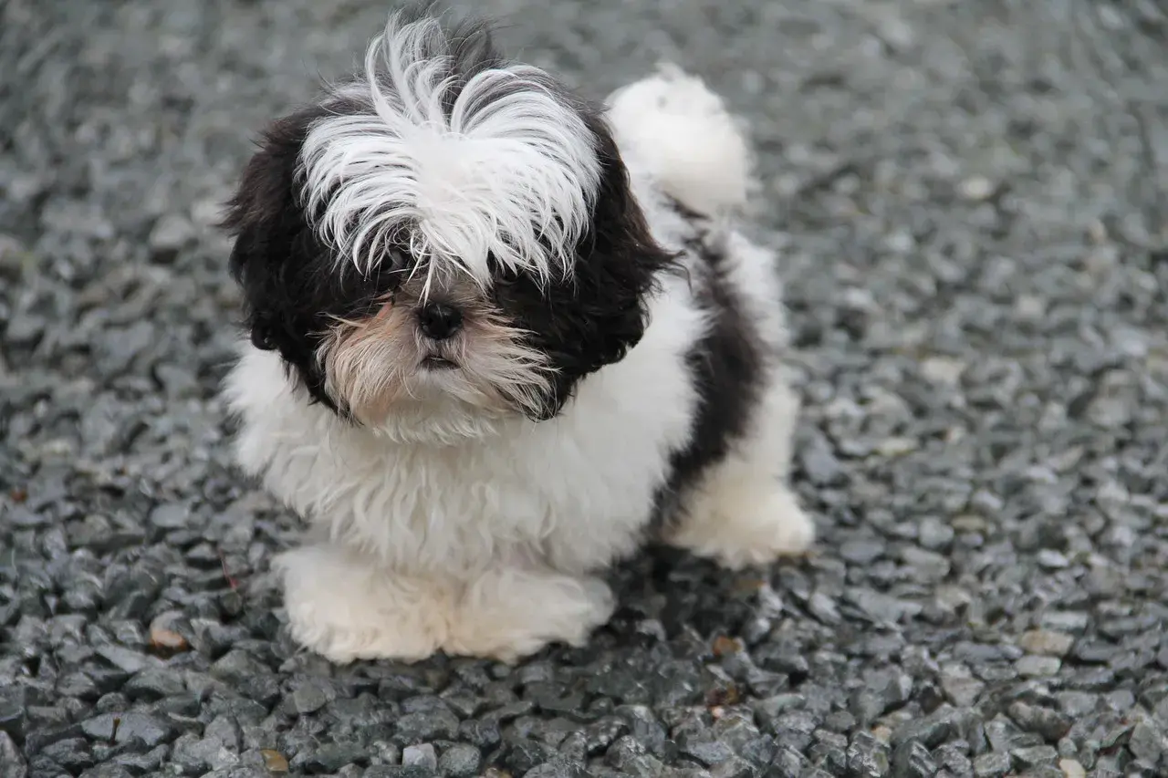 Szczenię Shih Tzu w czarno-białe łaty, stojące na żwirze.