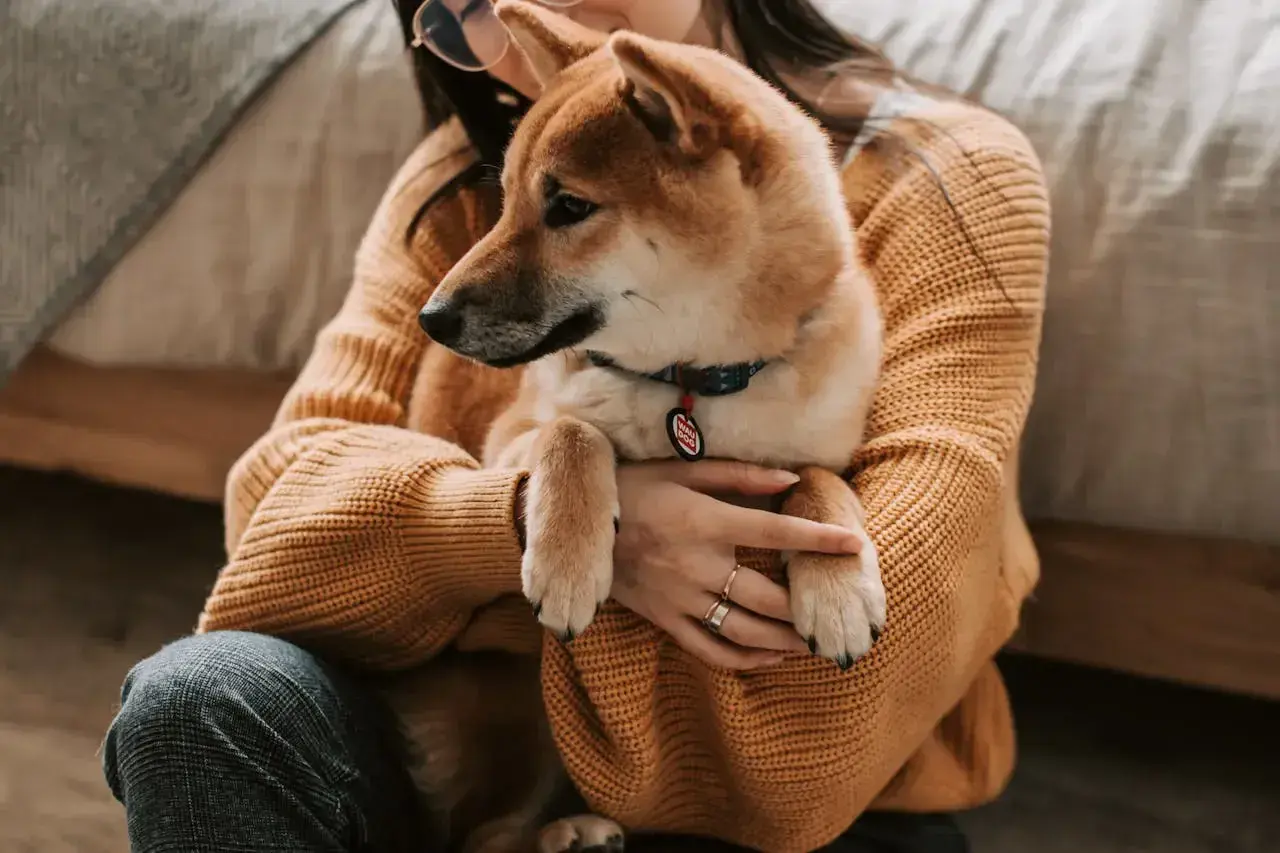 Dziewczyna tuli swojego psa rasy Shiba Inu. Zastanawiasz się, czy pies może jeść ryż? Ten uroczy piesek na pewno by go zjadł!